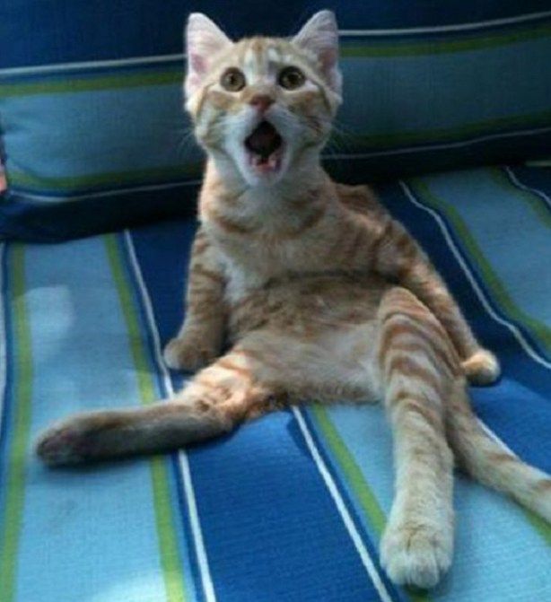 Adolf cat