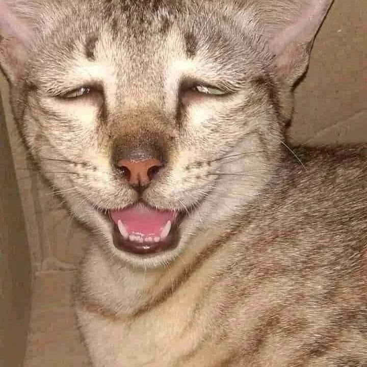 Adolf cat