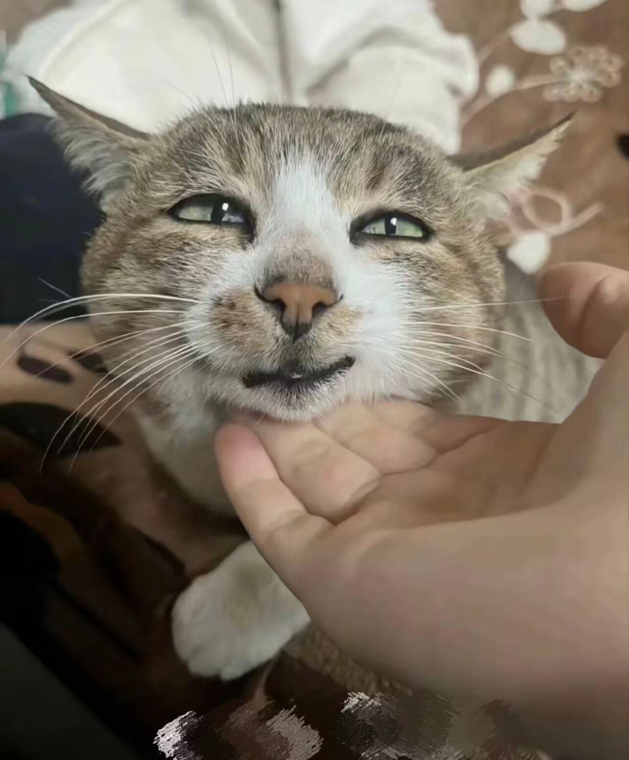 Adolf cat